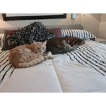 Image 5 of customer photos