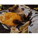 Image 4 of customer photos