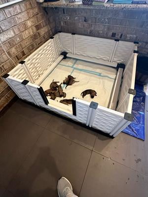 EZwhelp EZclassic 38