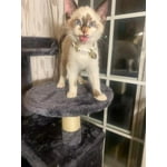 Image 7 of customer photos