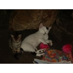 Image 2 of customer photos