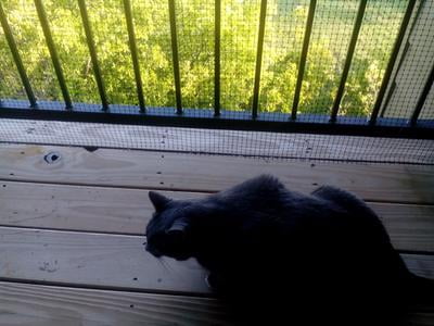 cardinal gates pet gate deck netting