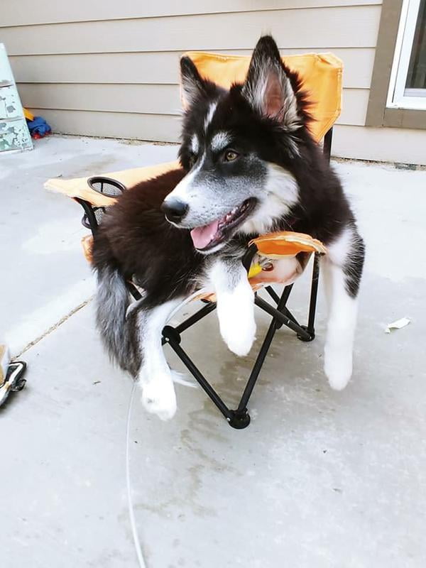 purina pro plan puppy large breed walmart