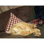 Image 5 of customer photos