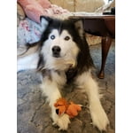 Image 5 of customer photos