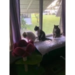 Image 4 of customer photos