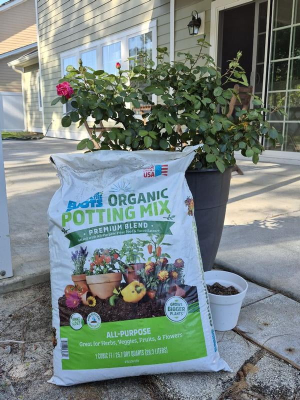 buy calamondin tree canada Citrus Calamondin (Philipino Lime)  Plant Club
