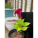 Image 2 of customer photos