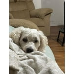 Image 6 of customer photos