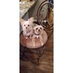 Image 4 of customer photos