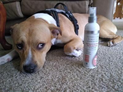 lidocaine for dog hot spots