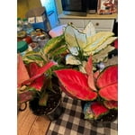 Image 7 of customer photos