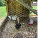 Image 7 of customer photos