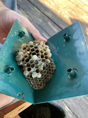 Best Bee Brothers Wood Hanging Nest Catcher Box - Effective