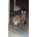 Image 7 of customer photos