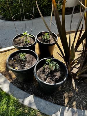 Customer reviews for Plantonix Myco Bliss Mycorrhizal Fungi