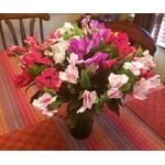 Image 5 of customer photos