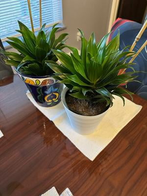 plant food for indoor plants Professional Liquid Philodendron Plant Fertilizer main image 0