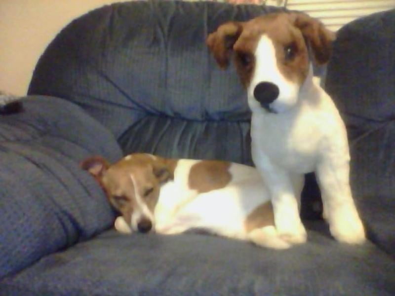black and white jack russell stuffed animal