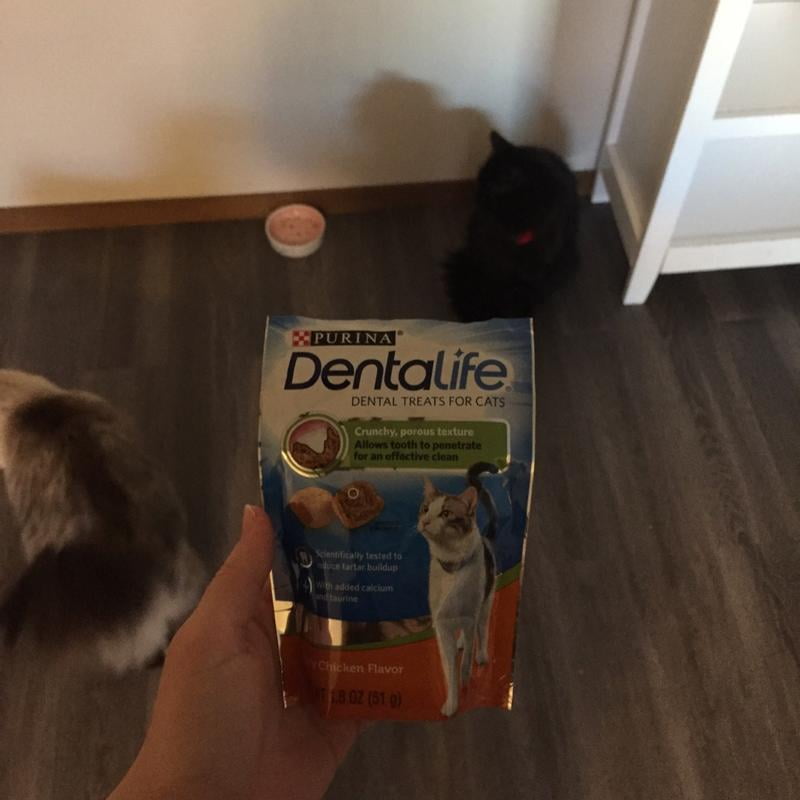 Purina dentalife cat treats sales