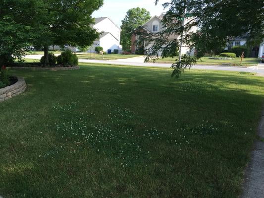 Scotts 4 Step Program 2 Lawn Fertilizer With Weed Scotts 4 Step Program 2 Lawn Fertilizer With Weed