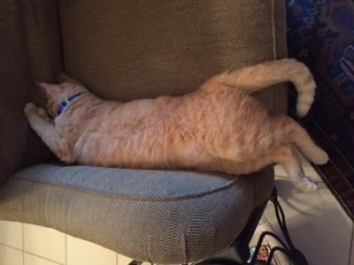 advantix for cats walmart