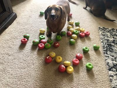 vibrant life dog toys playful buddy