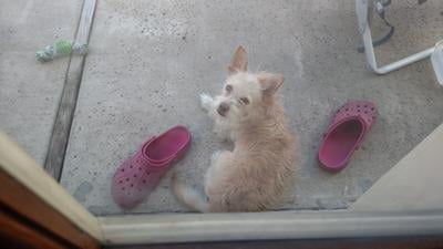 walmart dinner rounds