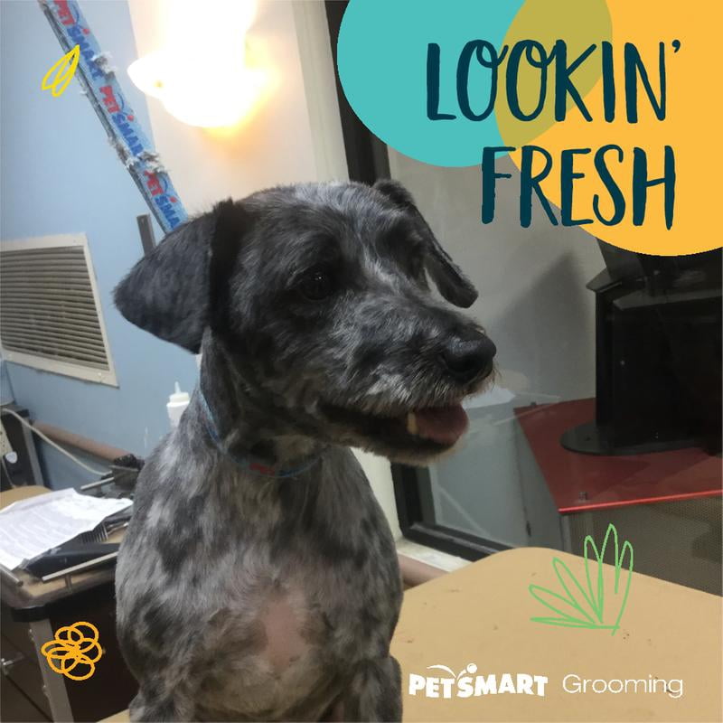 walmart 50 lb dog food