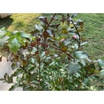 Image 3 of customer photos