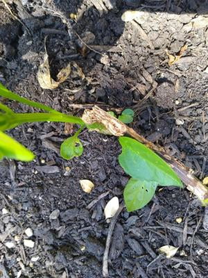 Miracle Gro Garden Soil All Purpose For In Ground Use 1 Cu Ft Walmart Com Walmart Com Miracle Gro Garden Soil All Purpose For In Ground Use 1 Cu Ft Walmart Com Walmart Com