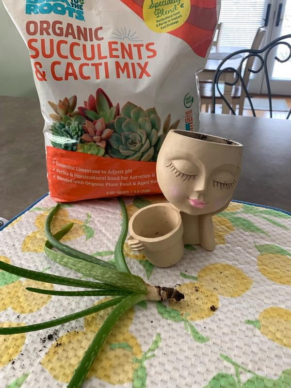 Back to the Roots, Succulents & Cacti Soil, 6qt, 2 pack - Walmart.com