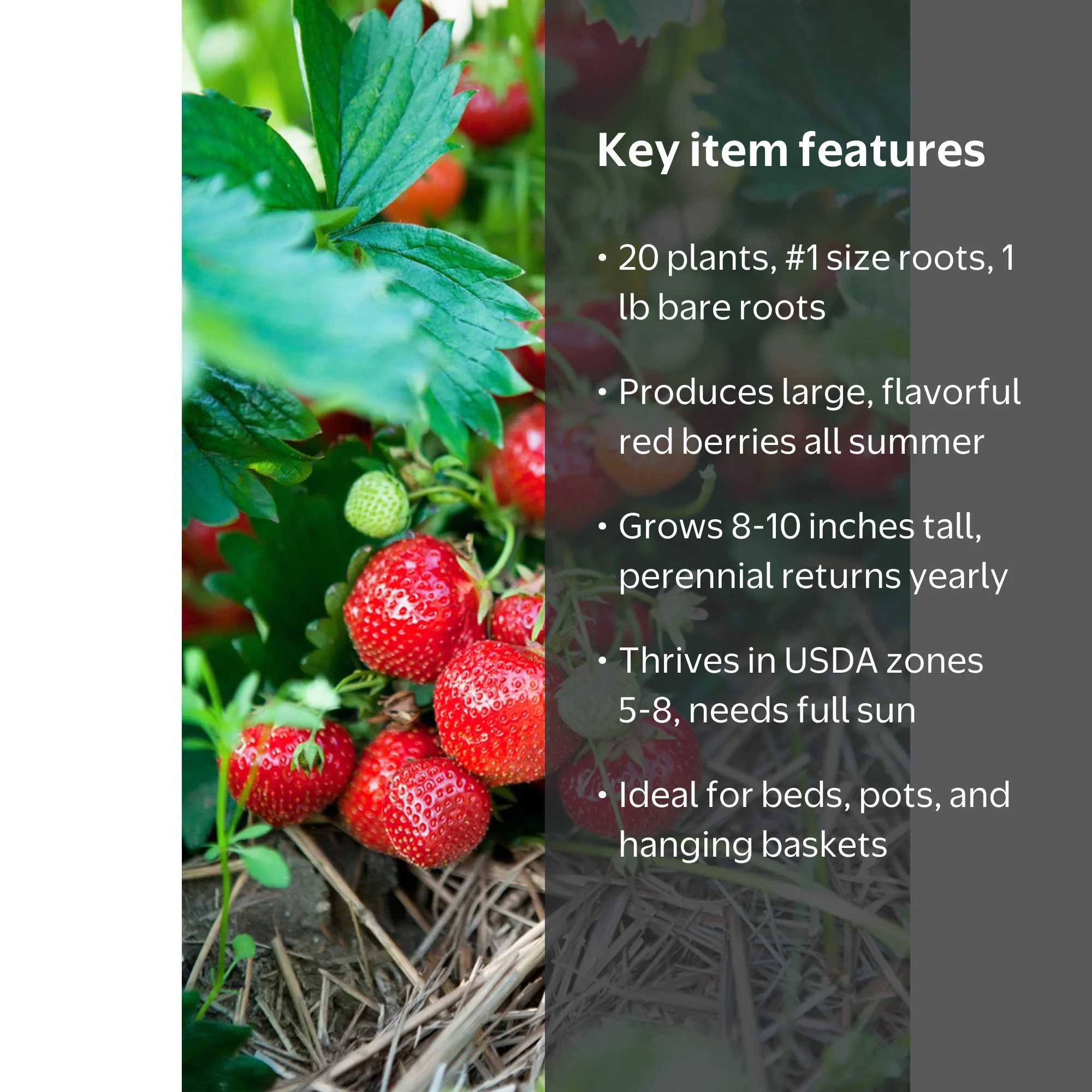 Van Zyverden Ever Bearing Strawberries Ever Sweet Set of 20 Plant