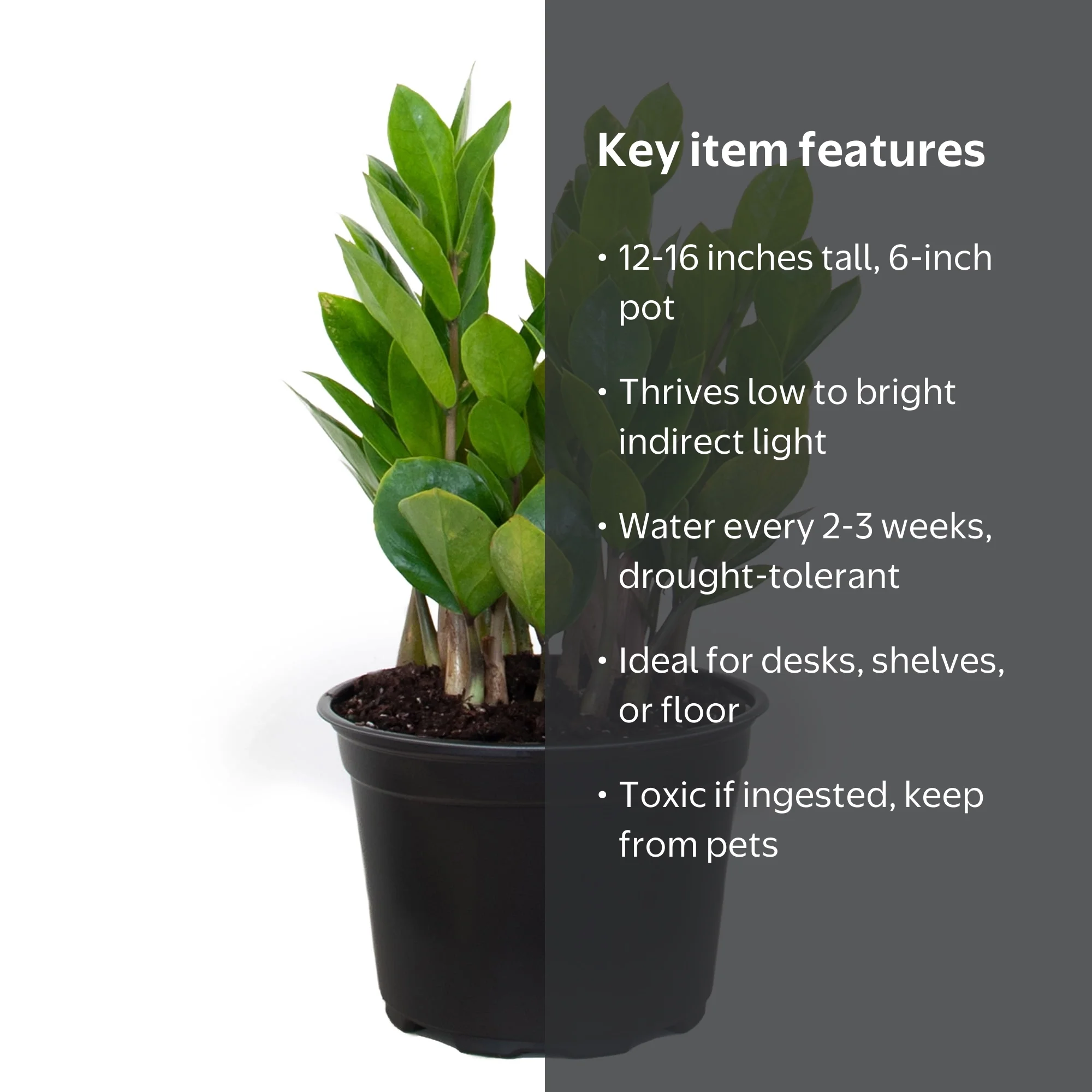 rasgrow plants Heritage Raspberry Plant