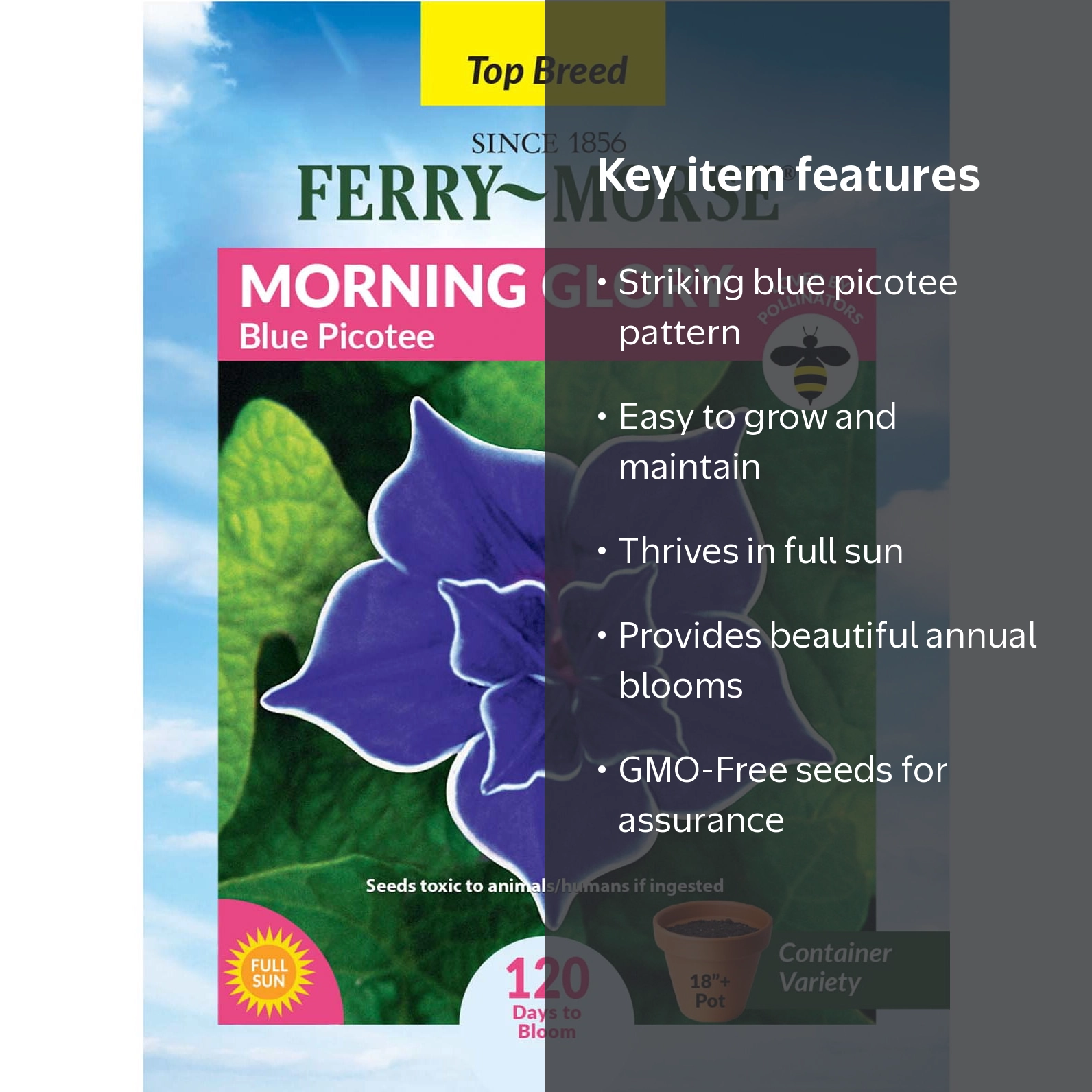 Ferry-Morse 500MG Morning Glory Blue Picotee Annual Flower Seeds