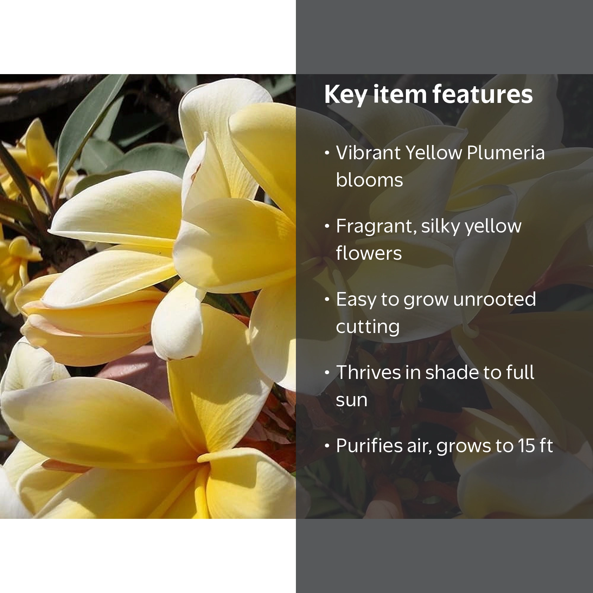 Yellow Plumeria 8 inch Live Plants, Cutting, Full Sun - Walmart.com