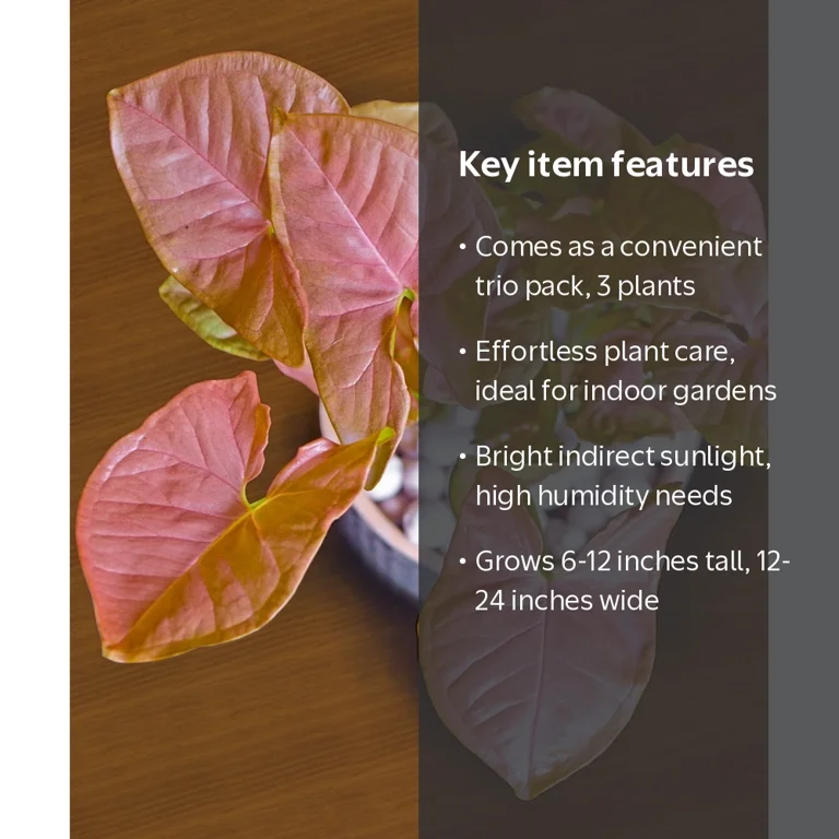 pink6_6elephant様 5500α ZONOTONE 1ｍ2本 2ー2 4 in. Syngonium Neon Robusta Live Houseplants with Bright Indirect
