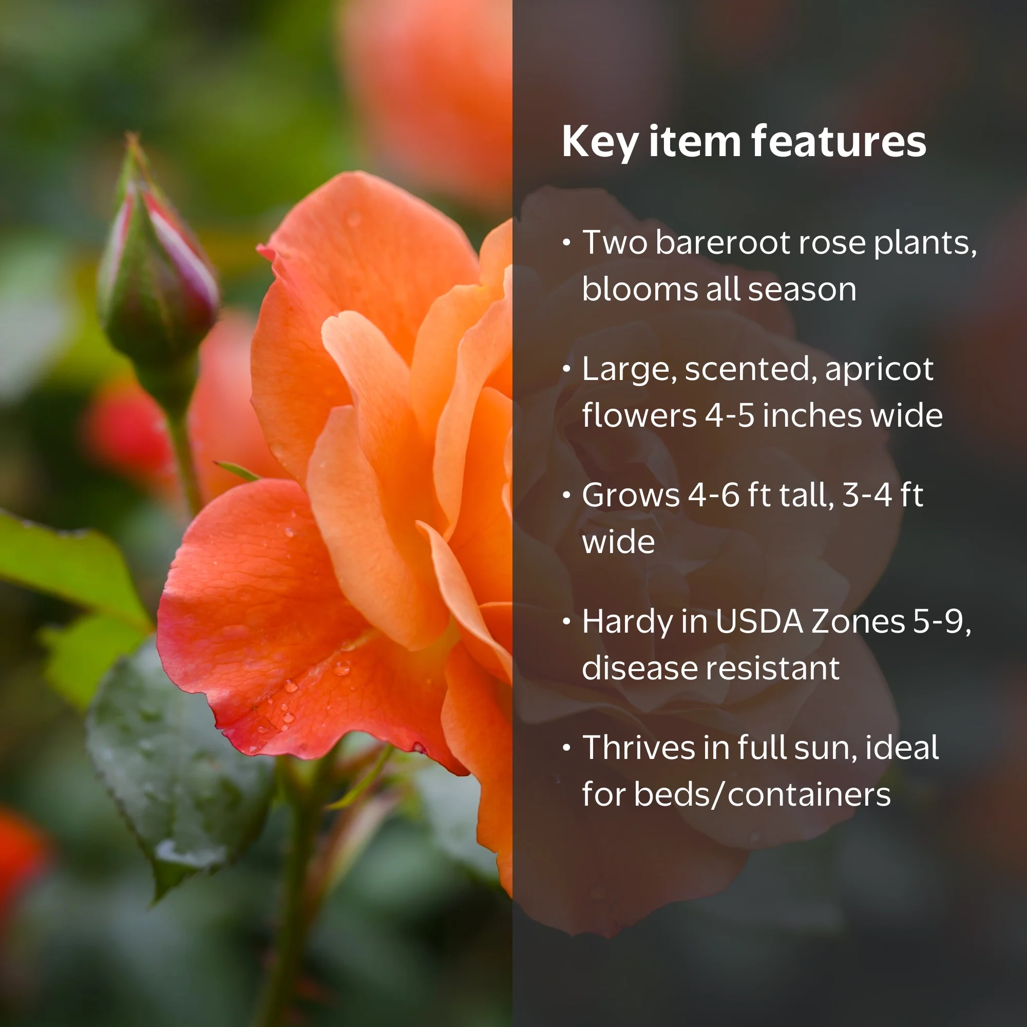 Bareroot Maria Stern Hybrid Tea Rose Live Shrub with Full Sunlight
