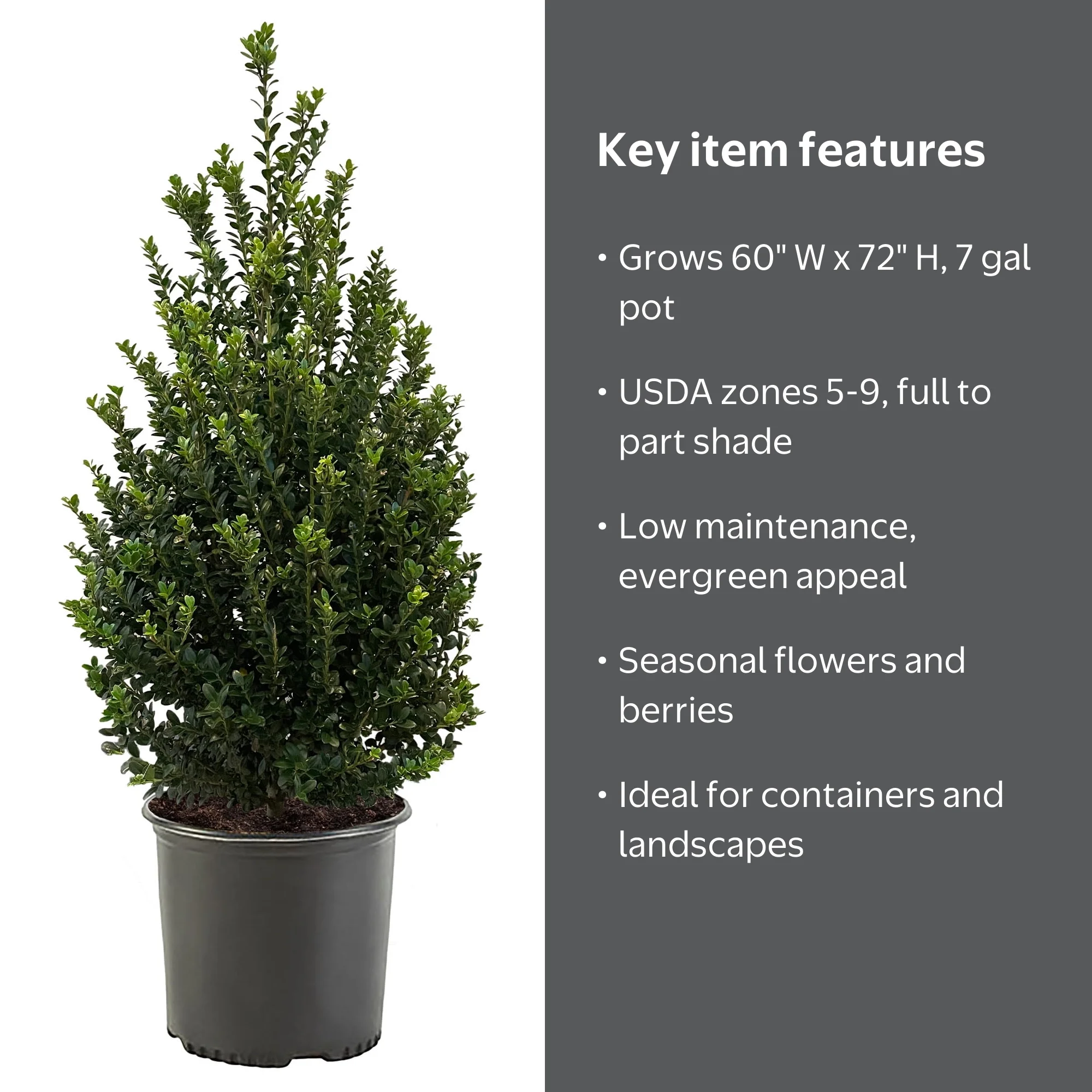 Expert Gardener Steeds Upright Japanese Holly (Ilex) Shrub (7