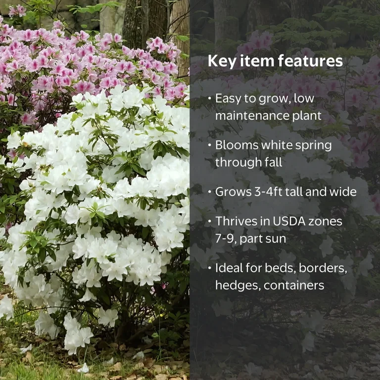 3 gal. Floramore Azalea White Live Shrub with White Flowers with