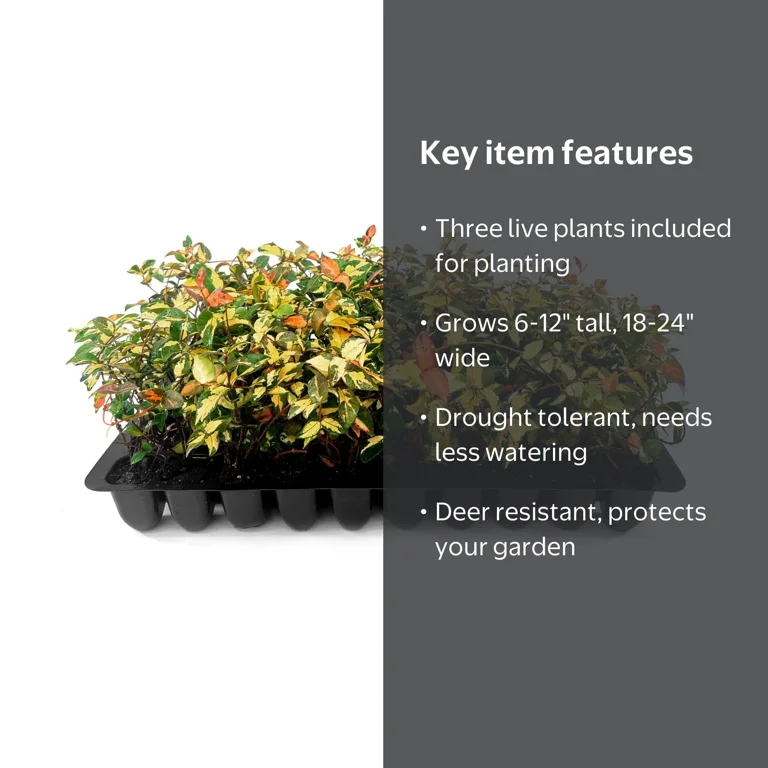 Jasmine Summer Sunset - 3 Live Plants - Trachelospermum Asiaticum