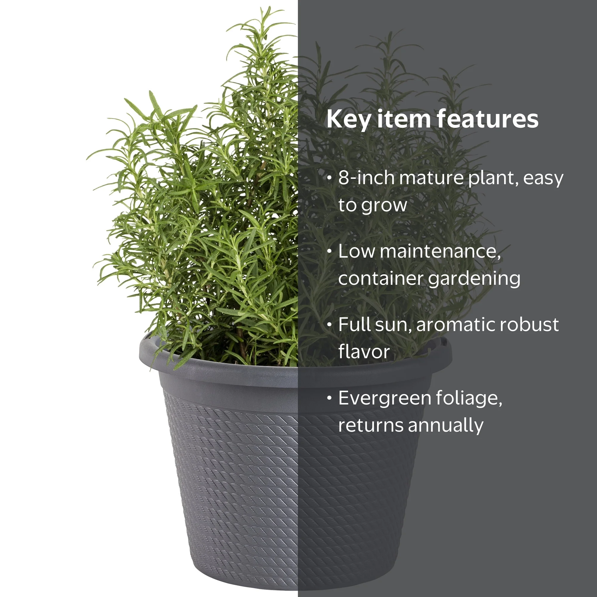 Bonnie Plants Rosemary, Plant in Containers, Easy-To-Grow, 8 in. -  Walmart.com