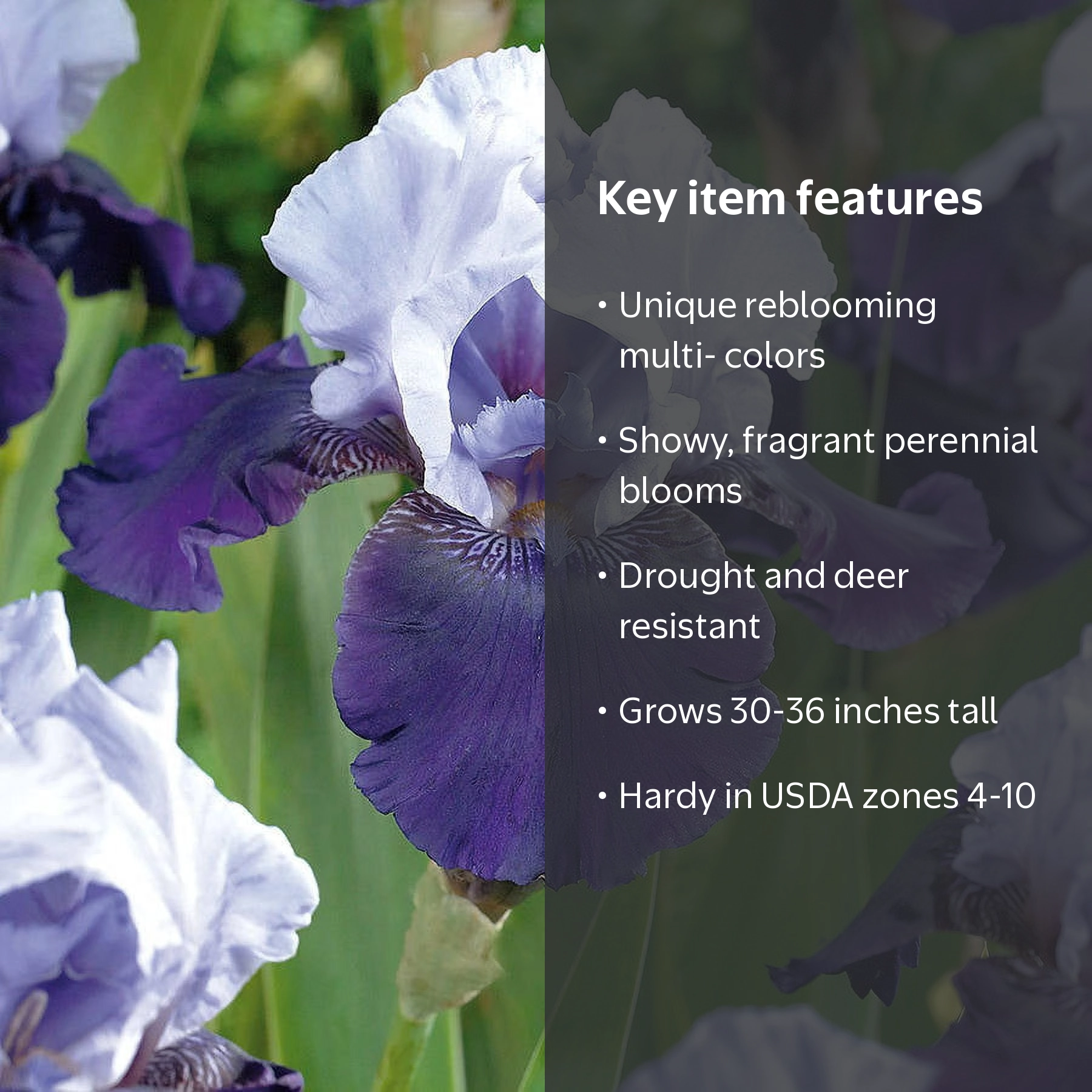 Van Zyverden Bearded Iris Best Bet Set of 3 Plant Roots Multi
