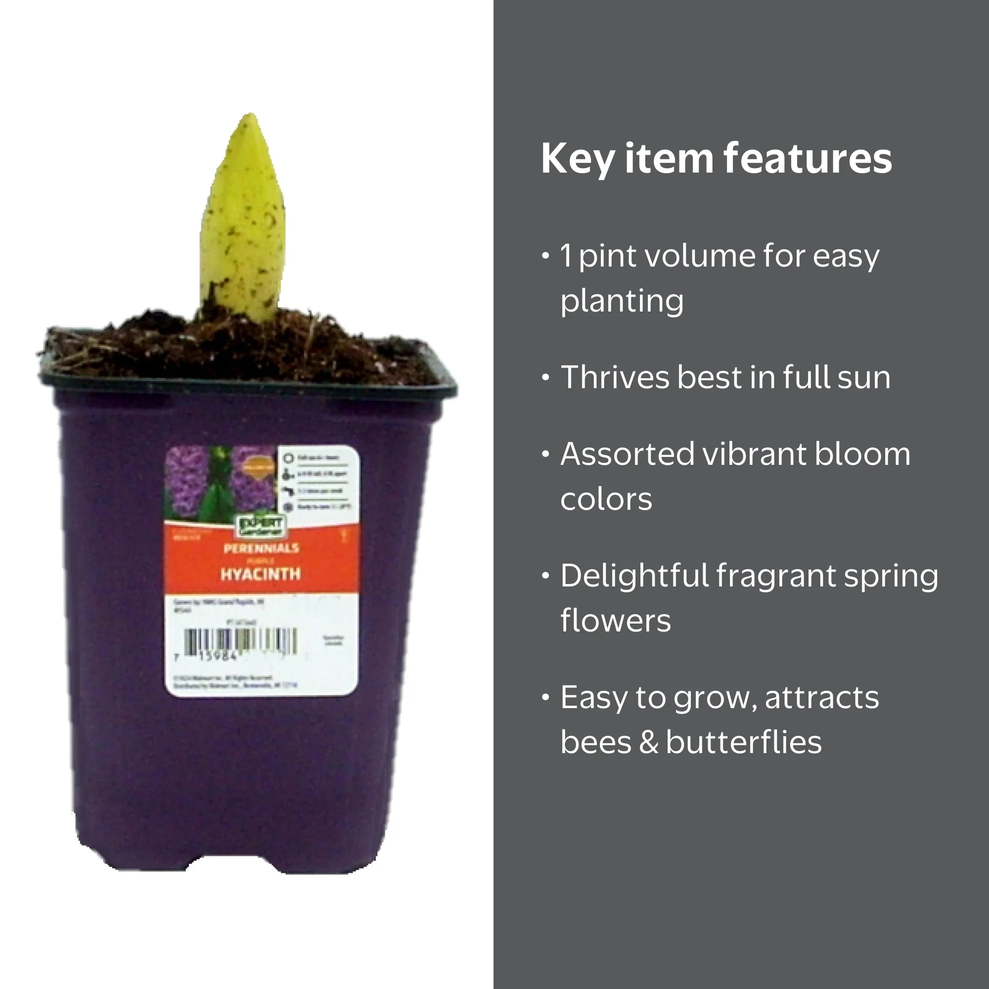 Expert Gardener 1PT Assorted Hyacinth Live Plant, Full Sun