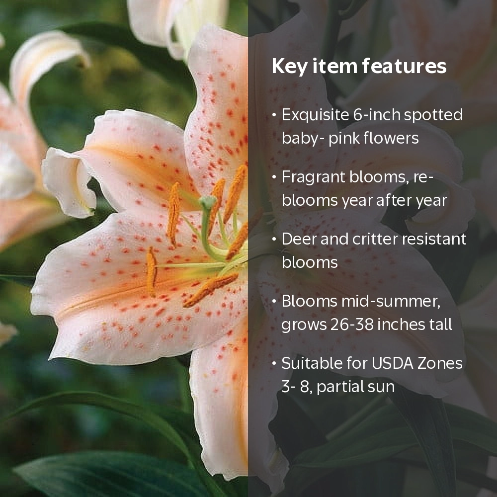 Van Zyverden Lilies Oriental Salmon Star 7 Bulbs Multicolor