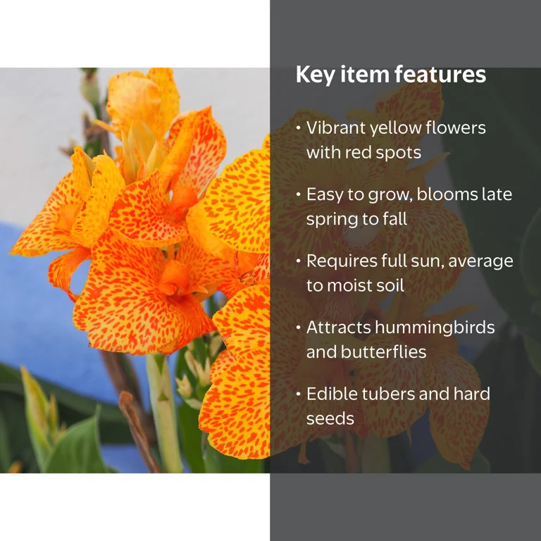 Perennial Yellow Canna Lily - 5 Indian Shot Canna Indica Flower