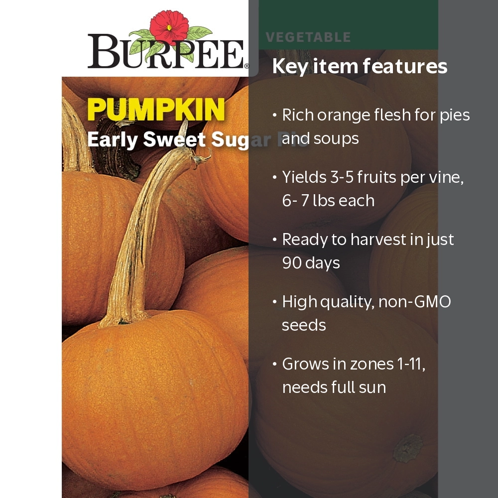 Burpee Early Sweet Sugar Pie Pumpkin Vegetable Seed, 1pk - Walmart.com