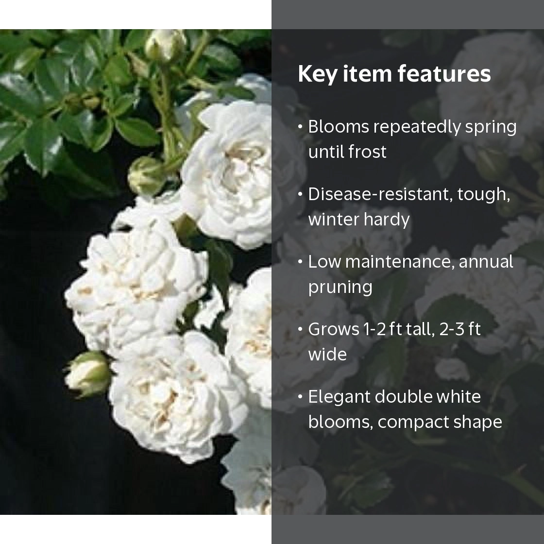 White Drift Groundcover Rose - Fragrant Live Plant - 1 QT Size
