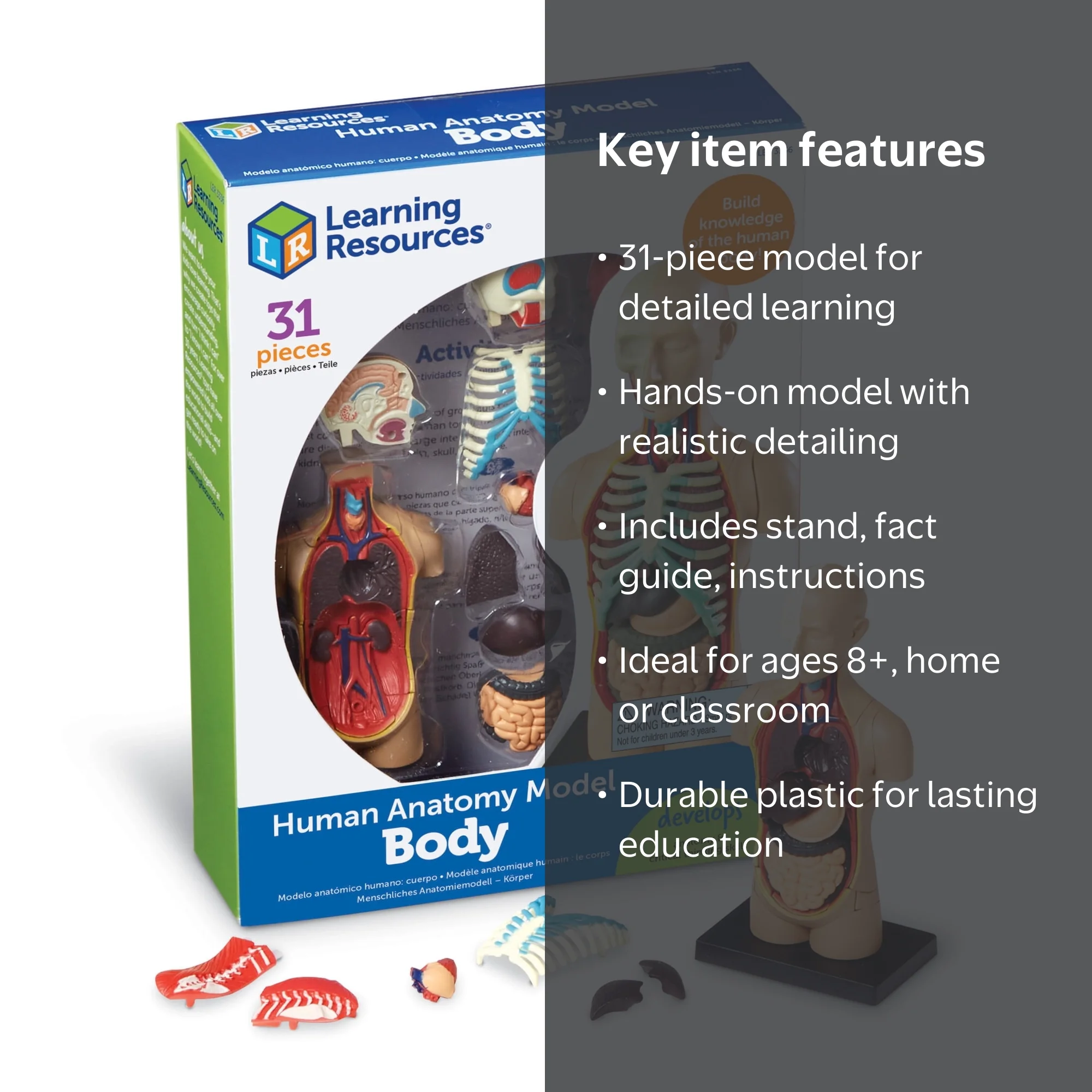 Learning Resources Human Body Anatomy Model, Classroom Supplies