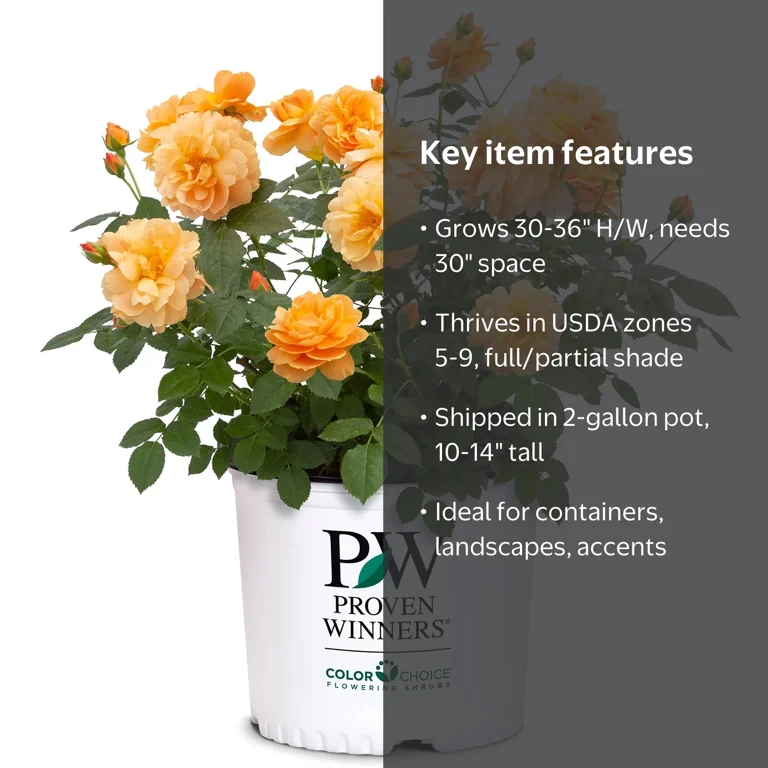 Proven Winners ColorChoice At Last Rose Live Shrub (2 Gallon